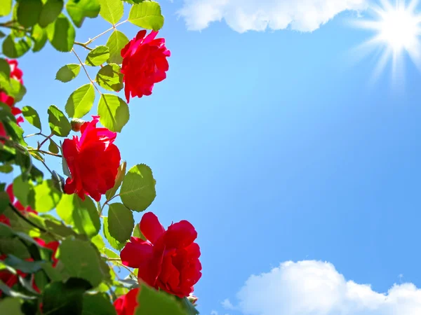 Κόκκινα τριαντάφυλλα σε φόντο του ουρανού μπλε 3 — Φωτογραφία Αρχείου