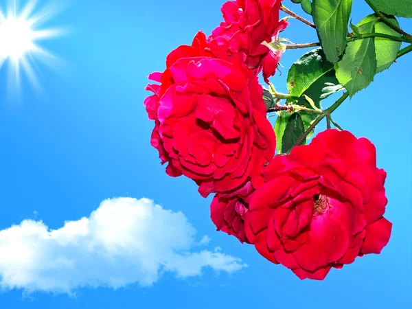 Röda rosor på en bakgrund av blå himmel 2 — Stockfoto