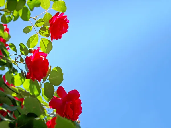 Czerwone róże na tle niebieskiego nieba. — Zdjęcie stockowe