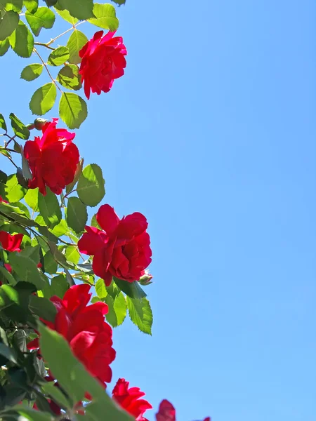 Czerwone róże na tle niebieskiego nieba 2 — Zdjęcie stockowe