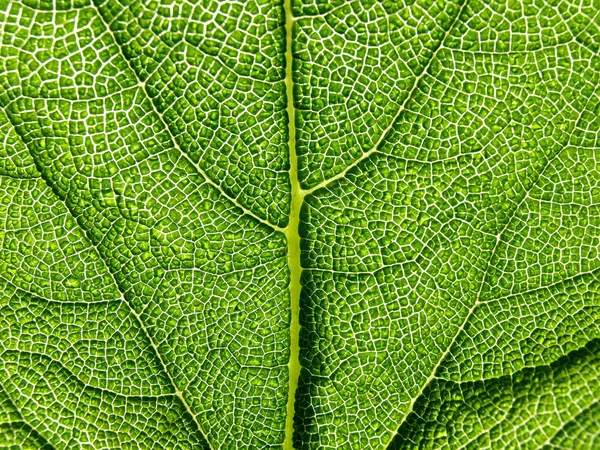 Green leaf texture Royalty Free Stock Photos