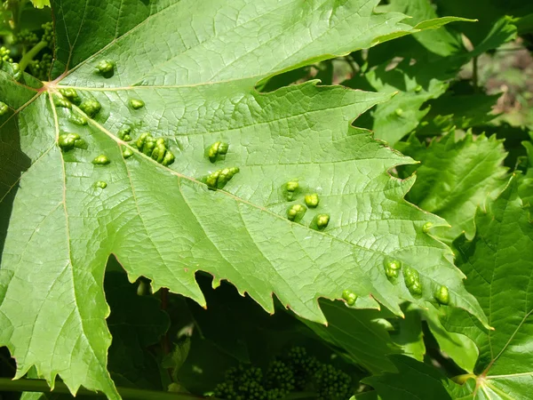 Plagas de la garrapata de la vid de uva, fitoptus — Stockfoto