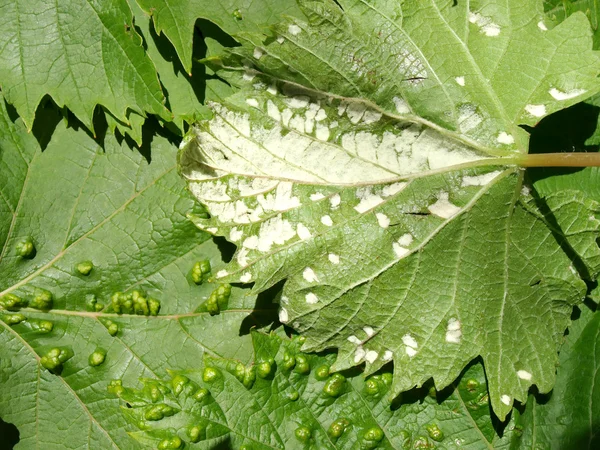 Pest of grape vine tick, fitoptus. — Stock Photo, Image