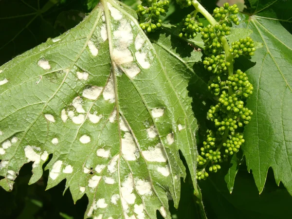 Pest of grape vine tick, fitoptus. — Stock Photo, Image