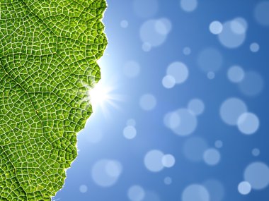 las llamaradas solares y hoja verde