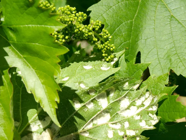 Pest of grape vine tick. — Stock Photo, Image