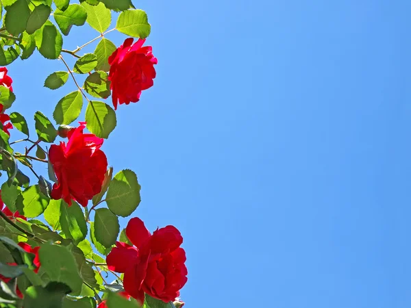 Rode rozen op blauwe lucht achtergrond. — Stockfoto