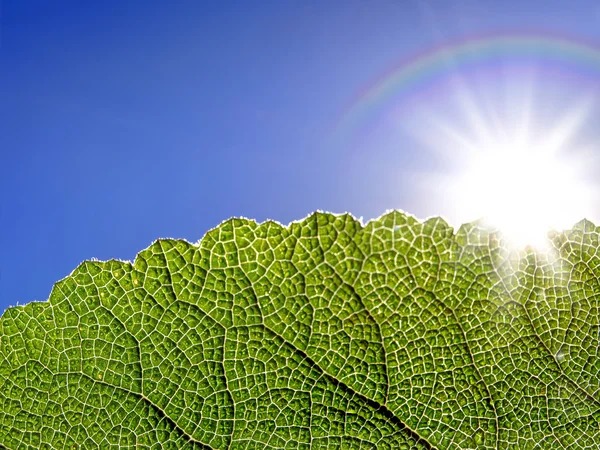 Güneş ışığında parlayan yeşil yaprak — Stok fotoğraf