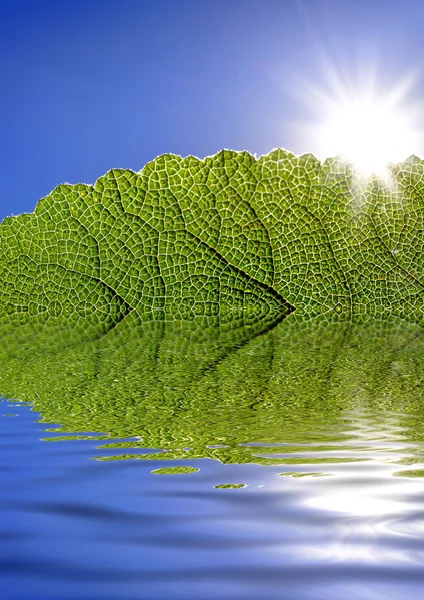 Zielony liść przeciw błękitne niebo — Zdjęcie stockowe