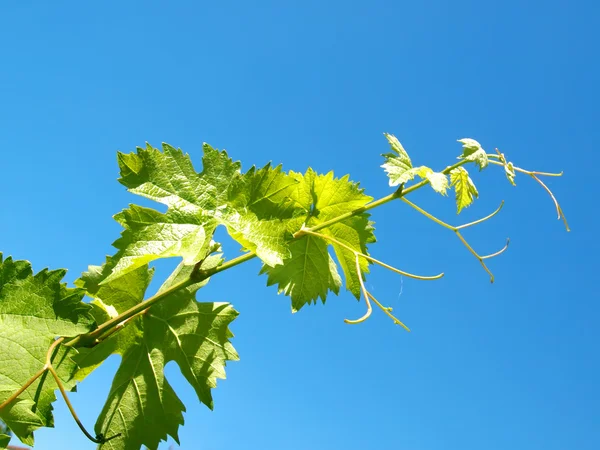 Young grape leaves — Stock Photo, Image