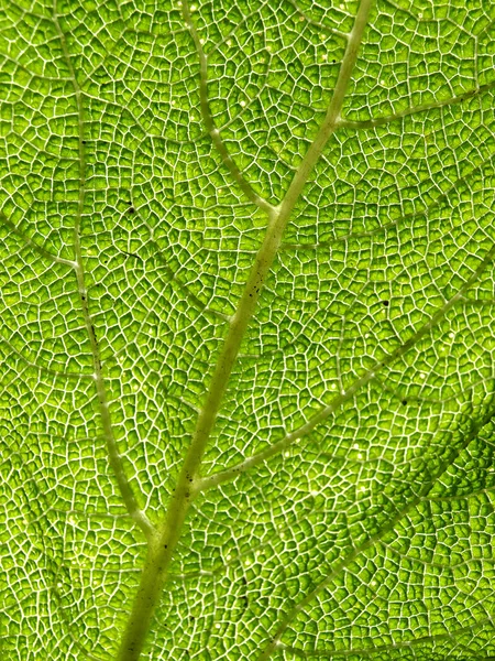 Zielony liść tekstury, makro. — Zdjęcie stockowe
