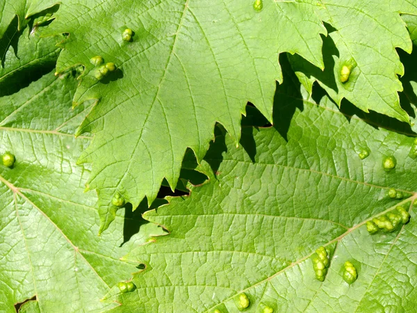 防治虫鼠的葡萄树刻度线的 — 图库照片