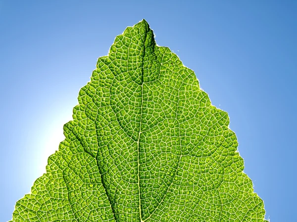 Grönt blad mot den blå himlen. — Stockfoto