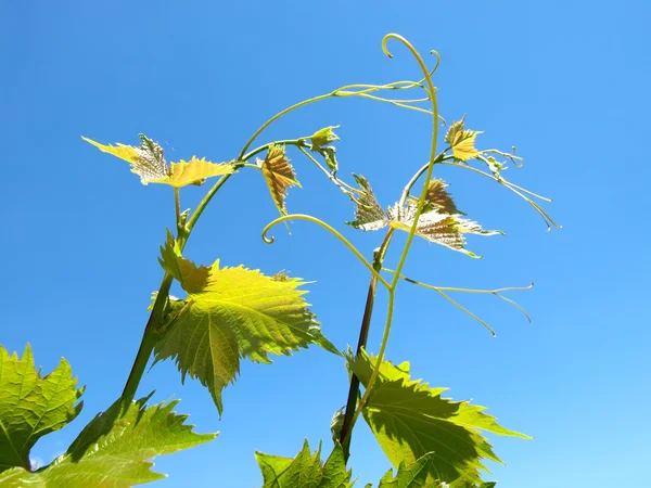 Junge Traubenblätter — Stockfoto