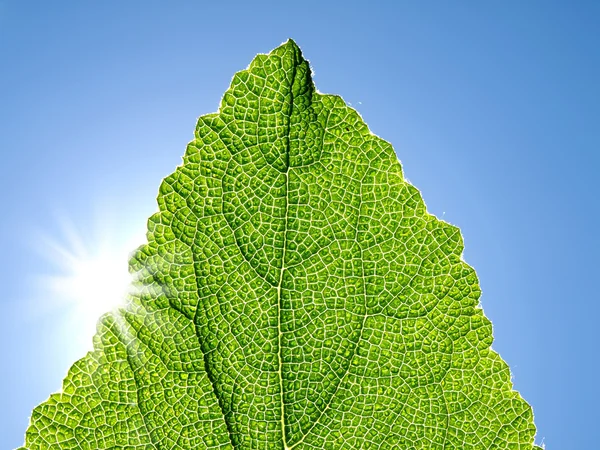 Зеленый лист на фоне голубого неба . — стоковое фото
