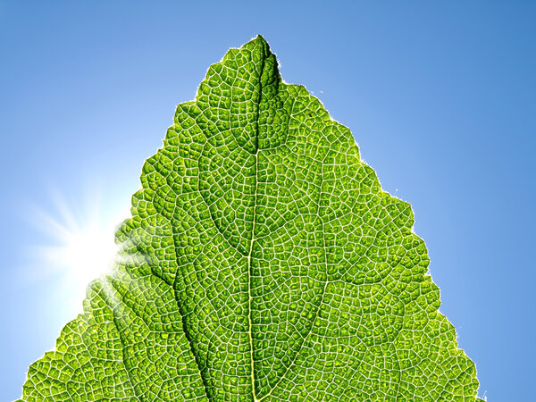 Green leaf against the blue sky.