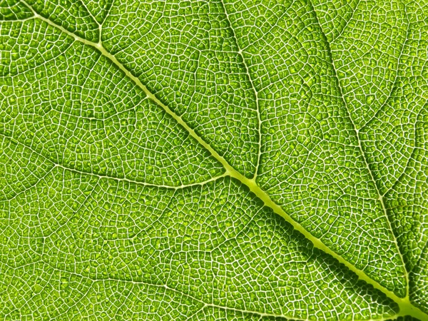 Zielony liść tekstura — Zdjęcie stockowe