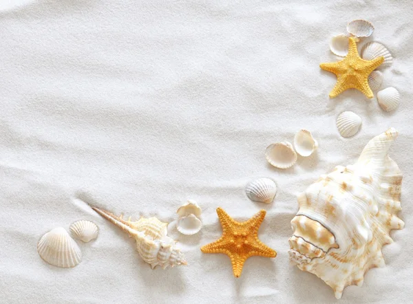 Playa con conchas marinas — Foto de Stock