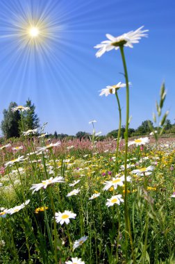 Field of daisies clipart