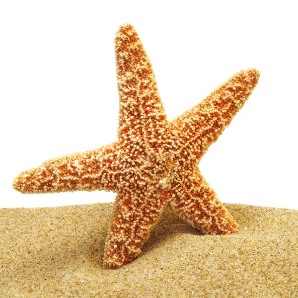 Seastar and sand bank — Stock Photo, Image
