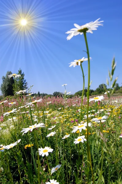 stock image Field of daisies