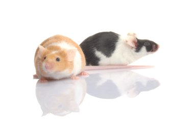 Mouses isolated clipart