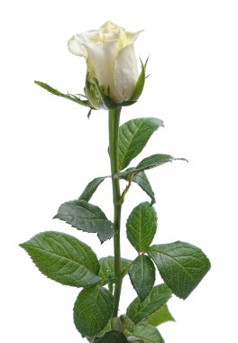 White rose macro clipart