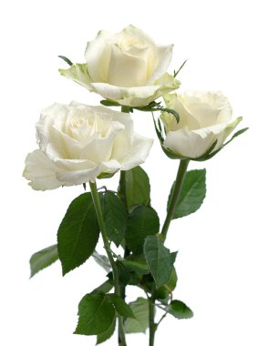 White roses clipart