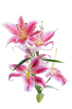 Pink lily clipart