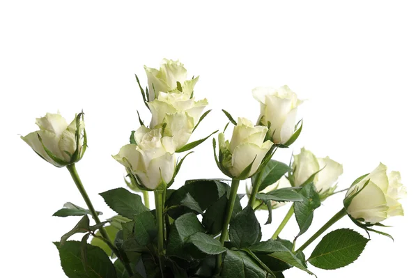 Λευκά τριαντάφυλλα σε βάζο — Φωτογραφία Αρχείου