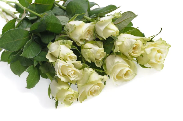 Um monte de rosas brancas — Fotografia de Stock