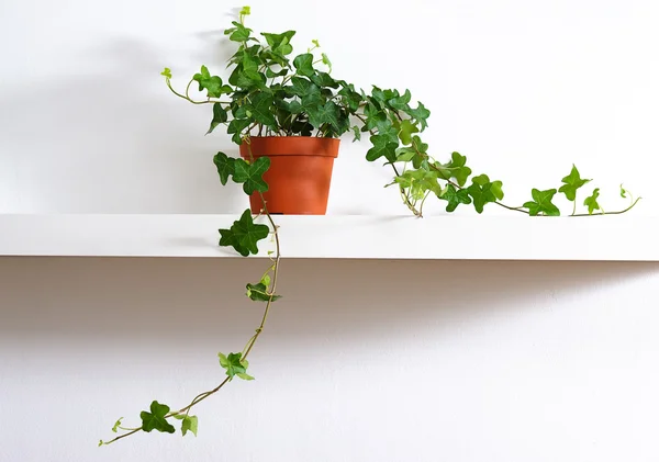 Ivy in pot — Stockfoto