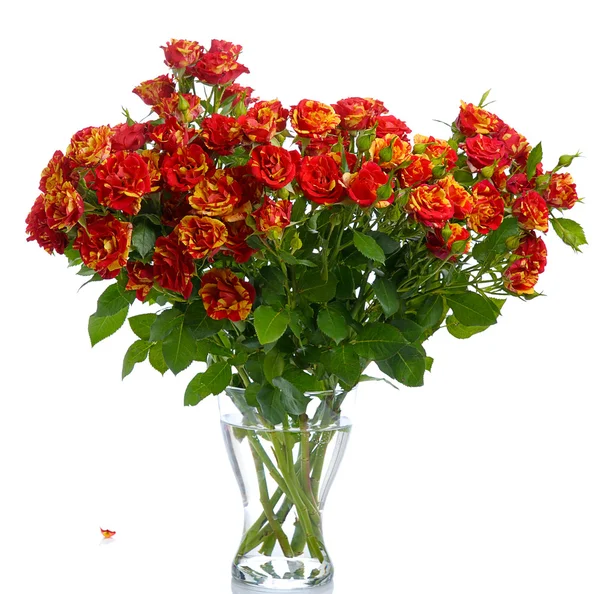 Оранжевые розы в вазе — стоковое фото