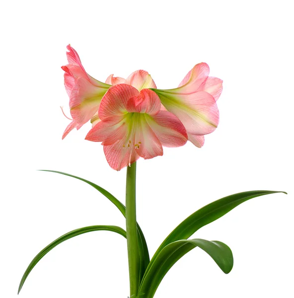 Квітучий amaryllis — стокове фото