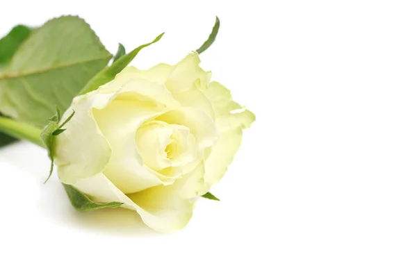 Fehér Rózsa makró — Stock Fotó