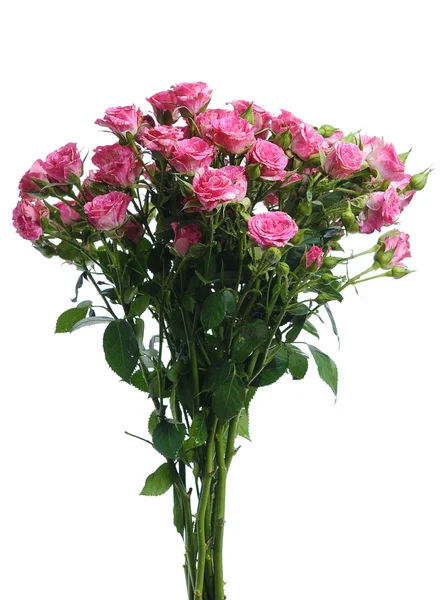 Csokor rózsaszín rózsa — Stock Fotó