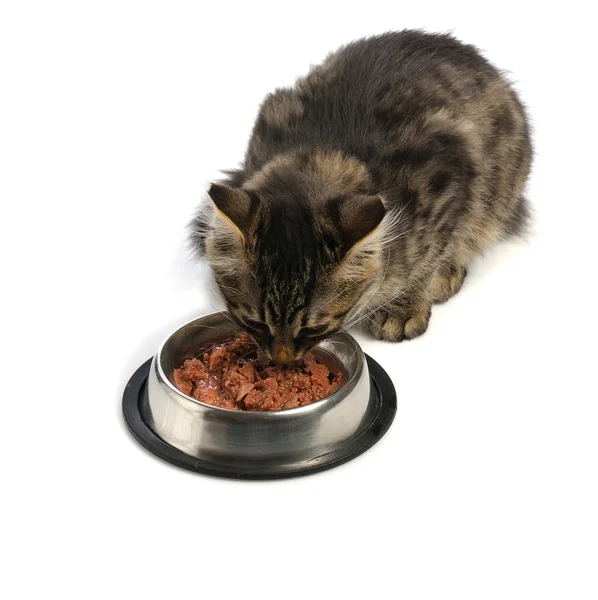 Kedi besleme Telifsiz Stok Fotoğraflar