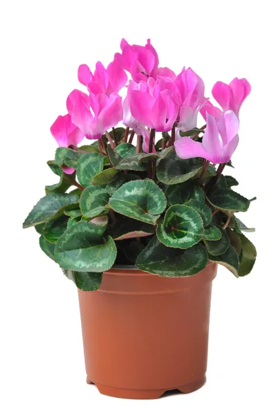 Blooming cyclamen in pot — Stock Photo, Image