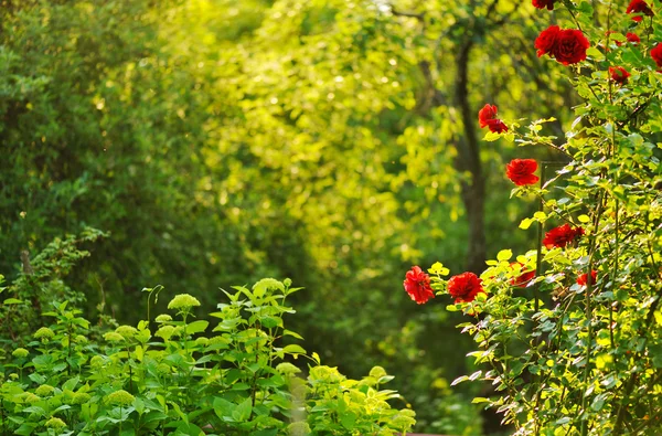 Kırmızı gül bahçesinde — Stok fotoğraf