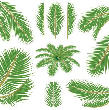 Palm leaves. Vector brush clipart