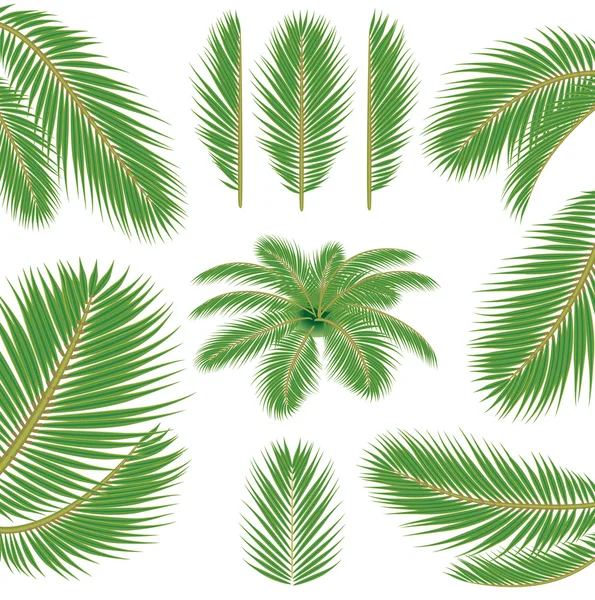 Folhas de palma. Escova de vetor — Vetor de Stock