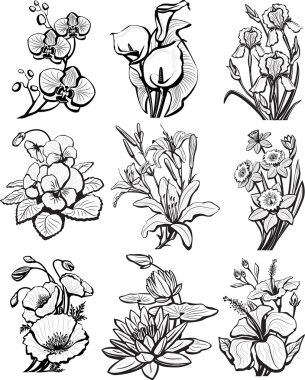 Set of sketches of flowers