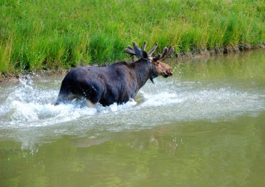 Elk su