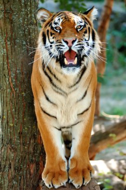 Tiger on a tree clipart