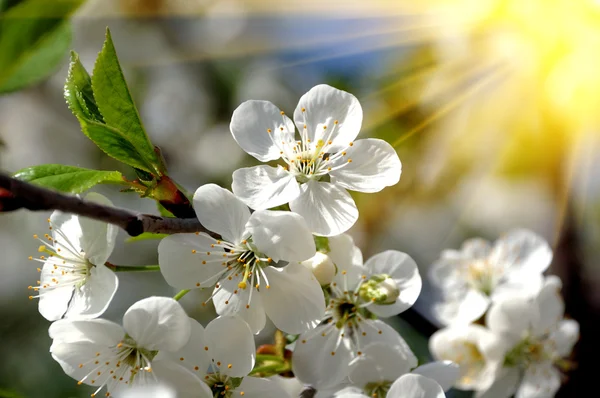 stock image Apple tree flowers