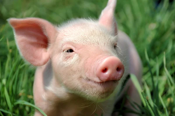 Cerdo joven sobre una hierba verde —  Fotos de Stock