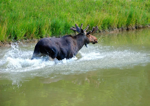 Elk in water — Stock Photo, Image