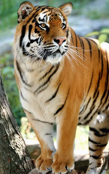Tiger na stromě — Stock fotografie