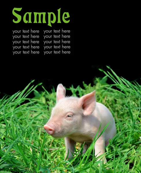 Молода свиня на зеленій траві — стокове фото