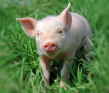 Yeşil çimenlerin üzerinde genç domuz